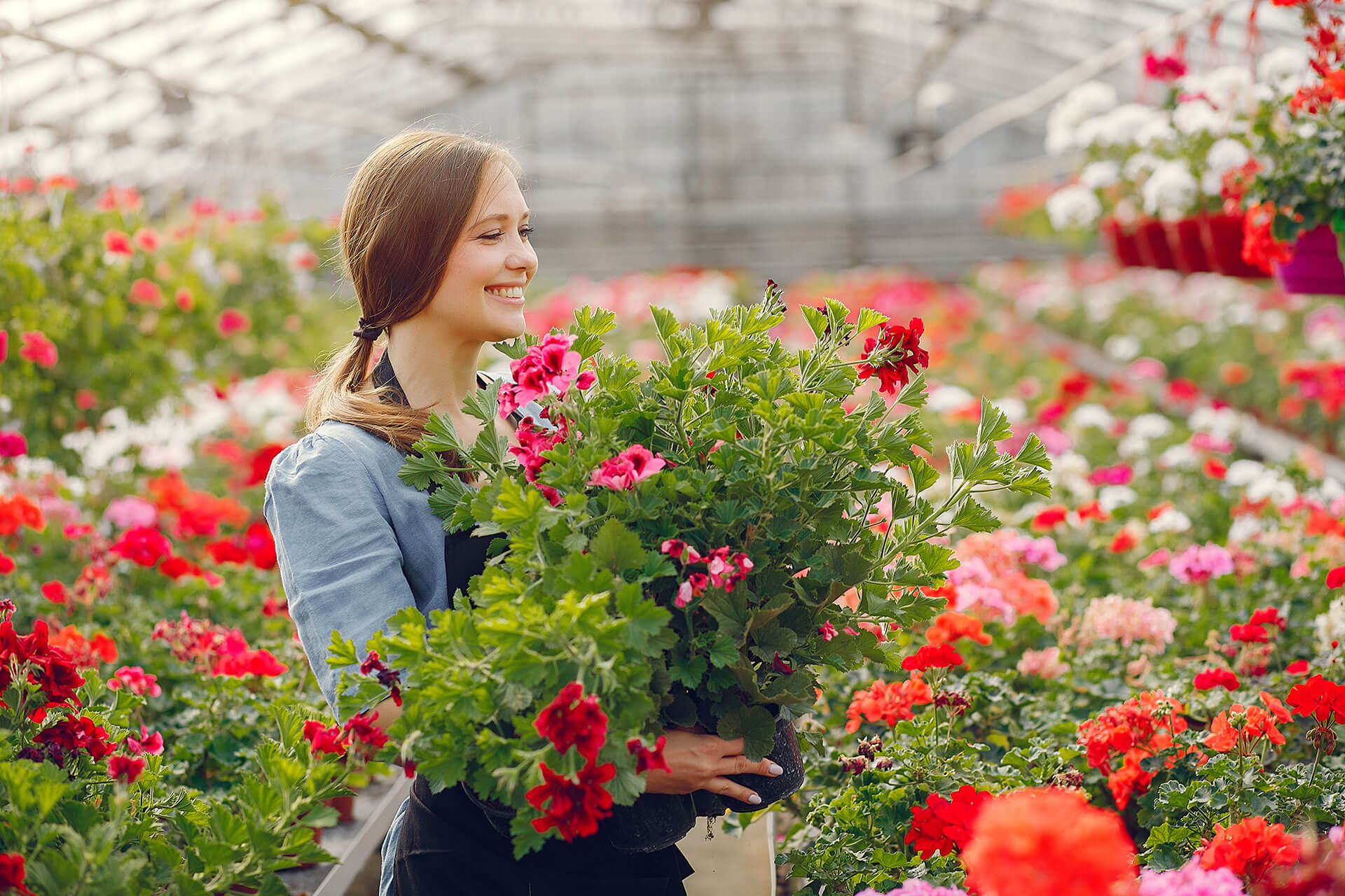 Woman In A Black Apron Working In A Greenhouse 